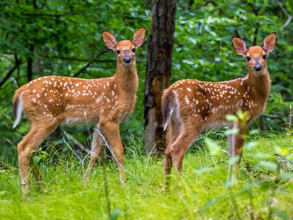 https://sawcreek.org/wp-content/uploads/2018/07/Spring-Winner-3-600x450.jpg